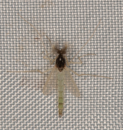 Unknown species found near Hancock County, IL, USA