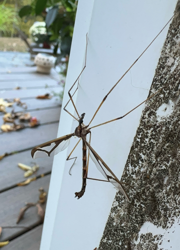 Unknown species found near Baltic