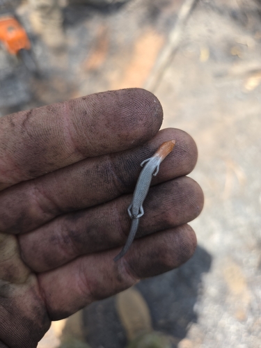 Northern Soil-crevice Skink