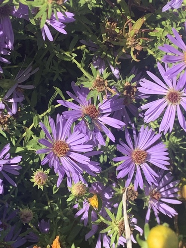 Unknown species found near E Wilson St, Milwaukee, WI, US