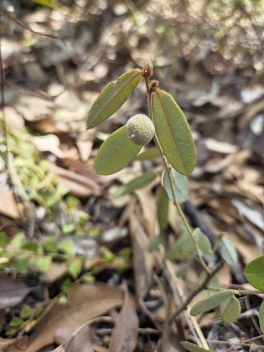 Hovea arnhemica