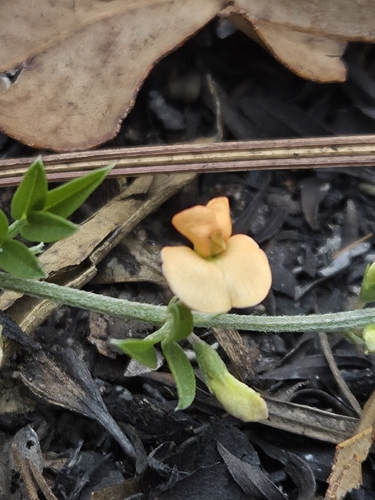 Tephrosia porrecta