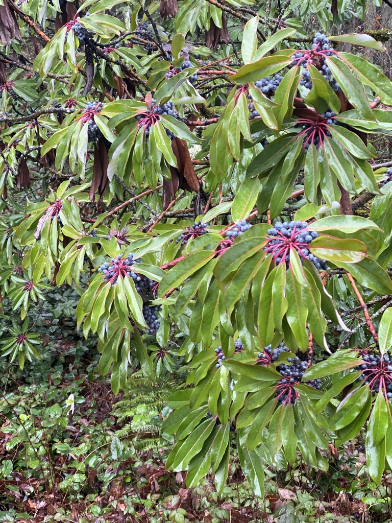 Daphniphyllum macropodum (Daphniphyllum macropodum)