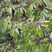 Daphniphyllum macropodum - Photo (c) Molly Ann, kaikki oikeudet pidätetään, lähettänyt Molly Ann