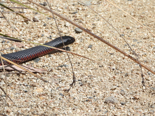 Red-bellied Black Snake sighting