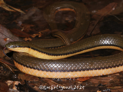 Bicoloured Stream Snake