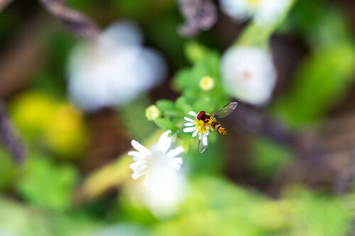 Unknown species found near Overton Park, Memphis, TN, US