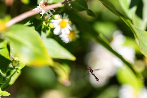 Unknown species found near Overton Park, Memphis, TN, US