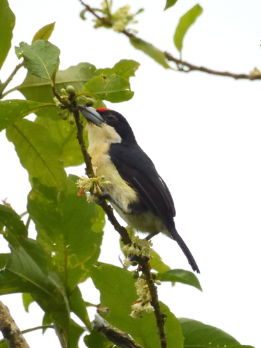 Orange-fronted Barbet