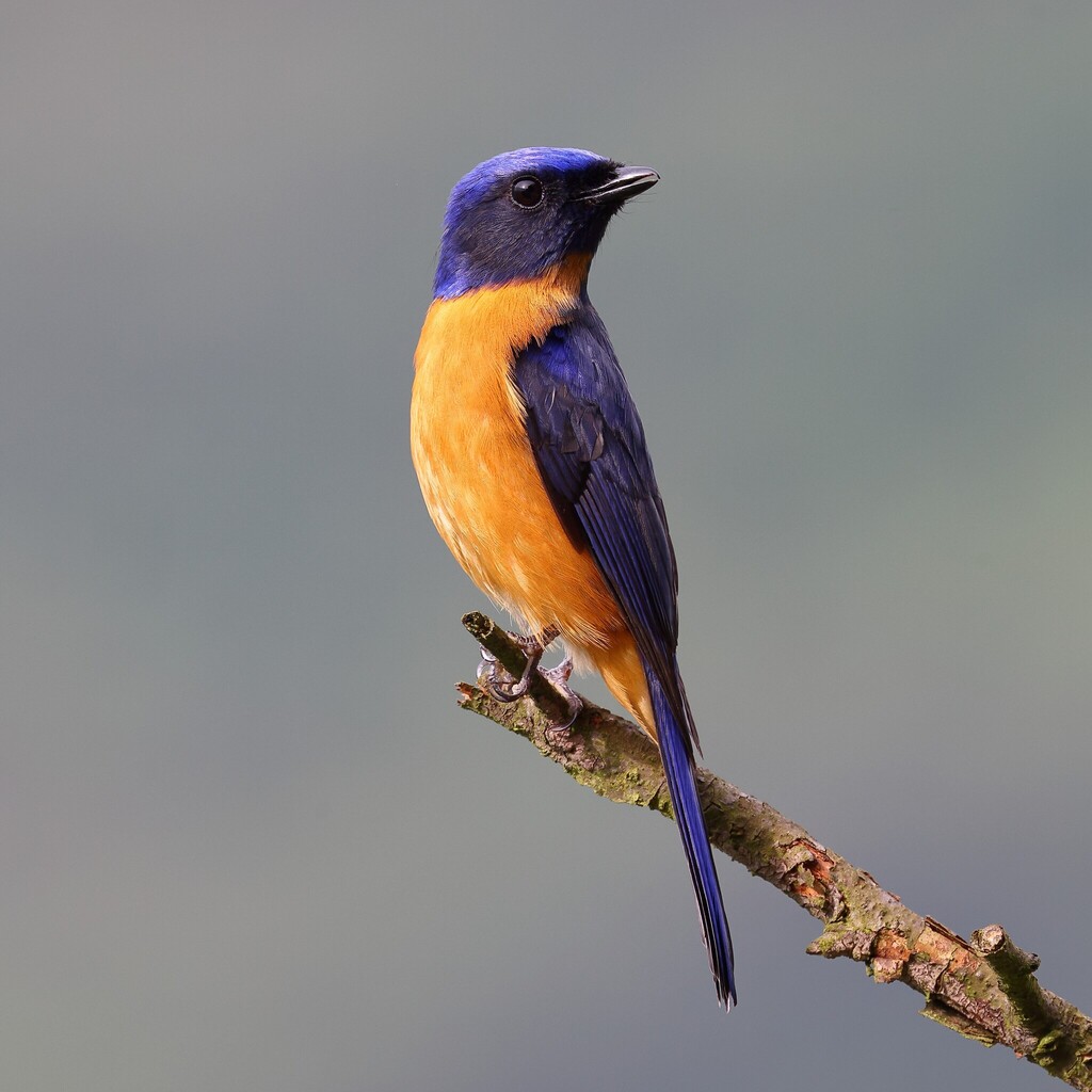 Taiwan Vivid Niltava (Niltava vivida) photo