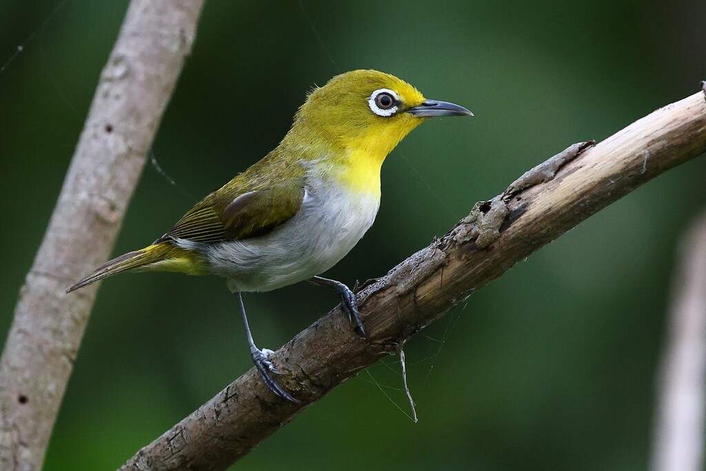 Lowland White-eye (Zosterops meyeni) photo