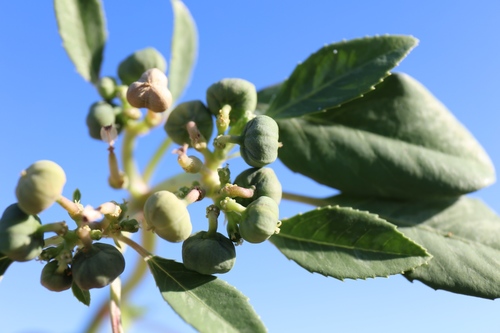 Euphorbia pumicicola