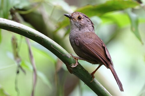 Dusky Fulvetta