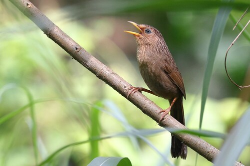 Garrulax taewanus Swinhoe, 1859