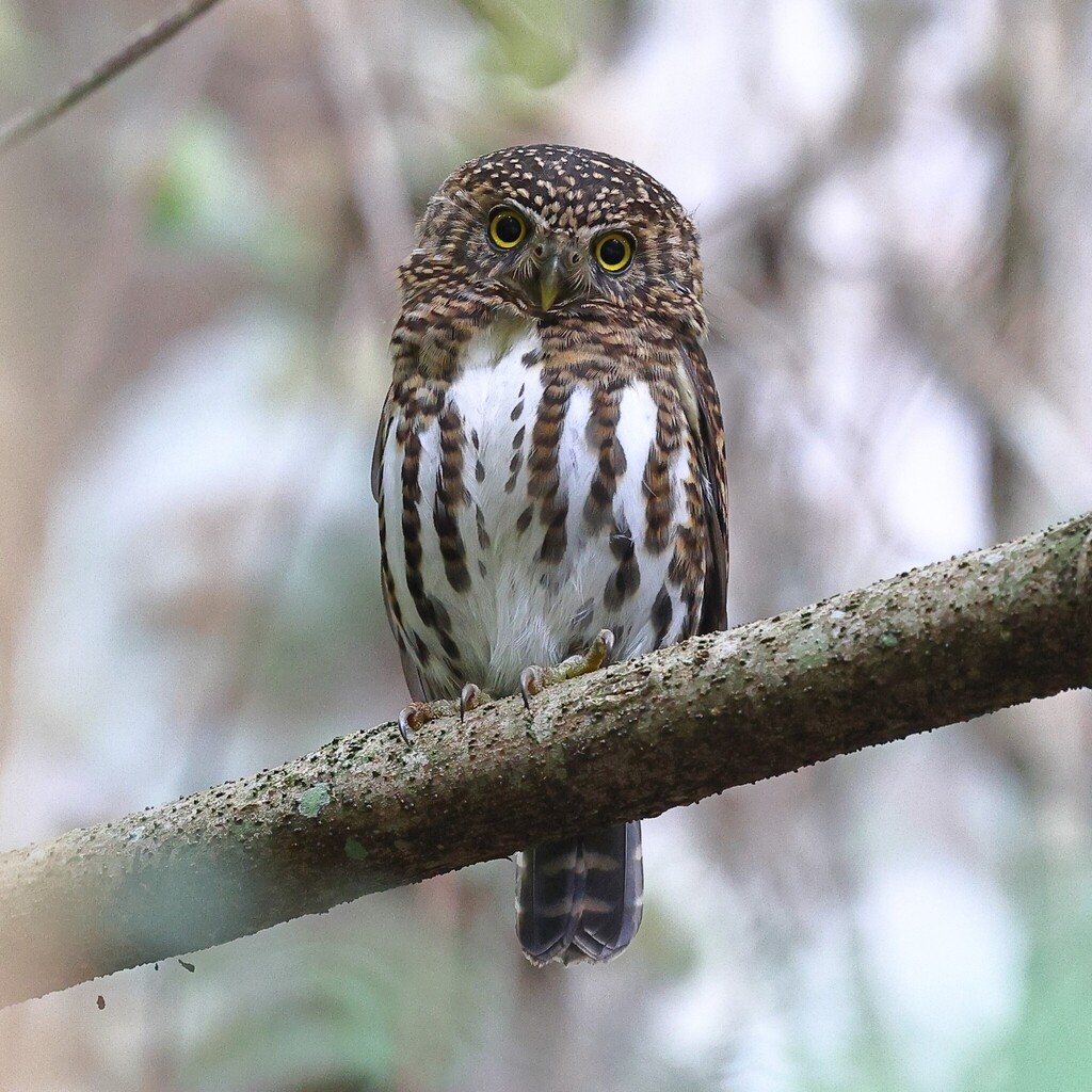 Collared Owlet (Taiwan) (Subspecies Taenioptynx brodiei pardalotus