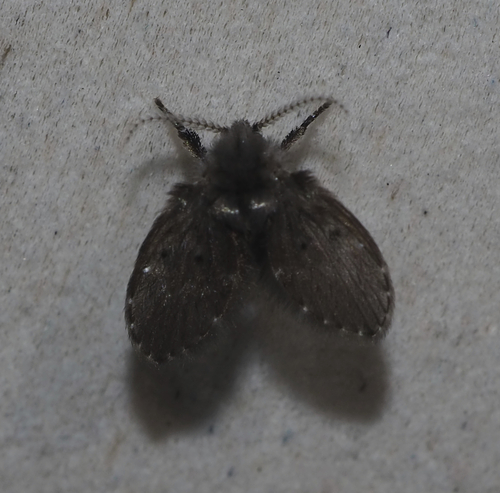 Unknown species found near Lillian Anderson Arboretum, Kalamazoo County, MI, USA
