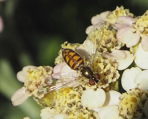 Unknown species found near Kalamazoo County, MI, USA