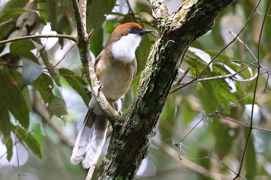 Rufous-crowned Laughingthrush (Pterorhinus ruficeps) photo
