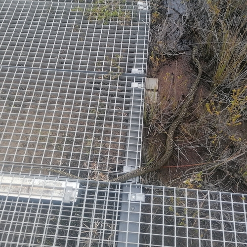 Diamond Python sighting