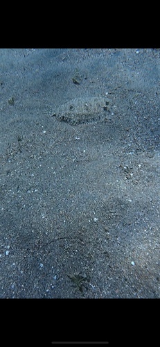 Panther Flounder — seen at this dive site