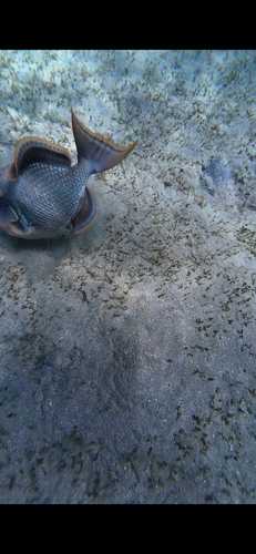Yellowmargin Triggerfish — seen at this dive site