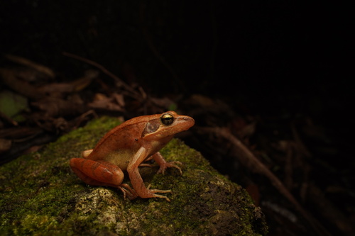 Taipa Frog