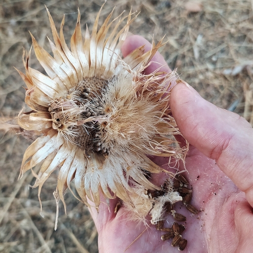 Illyrian thistle