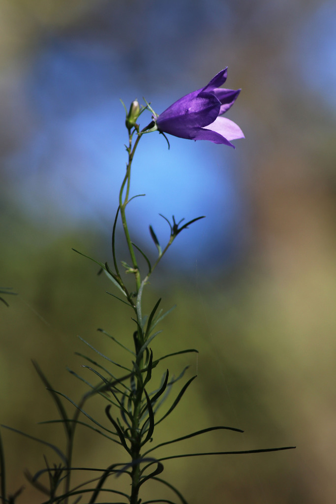 Campanula