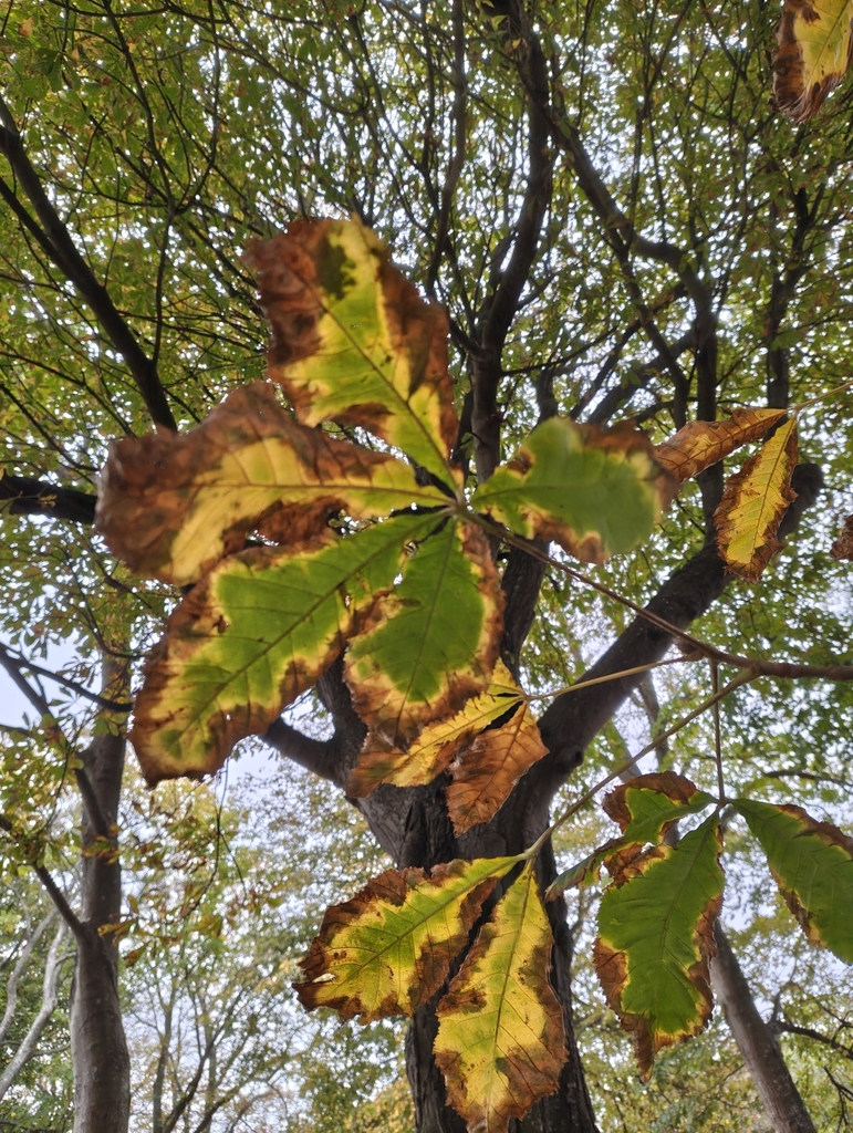 Aesculus hippocastanum
