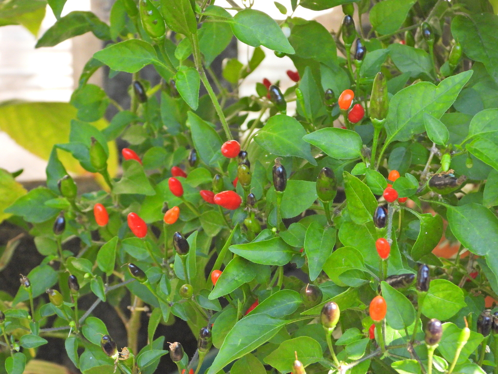 Capsicum annuum