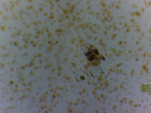 Collotheca campanulata
