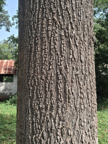 Indian tree of heaven