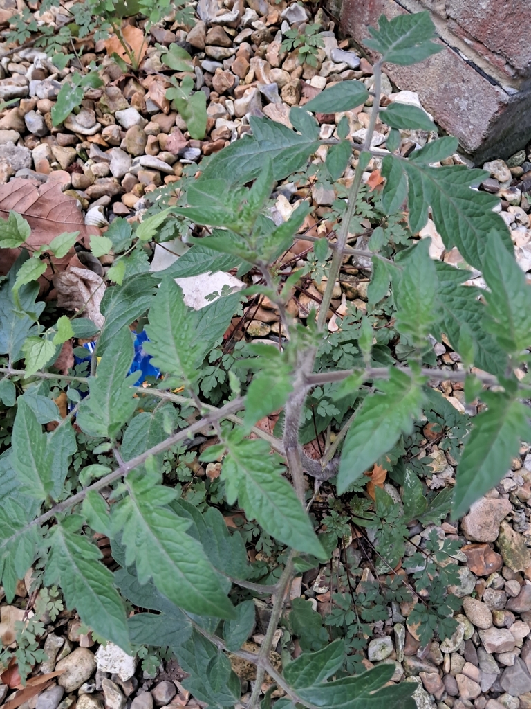 Solanum lycopersicum