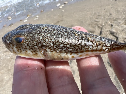 Torquigener flavimaculosus