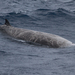 Cuvier's Beaked Whale - Photo (c) tbjwildlife, all rights reserved