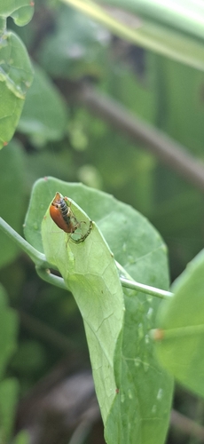 Pumpkin Beetle