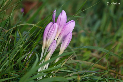 Colchicum autumnale