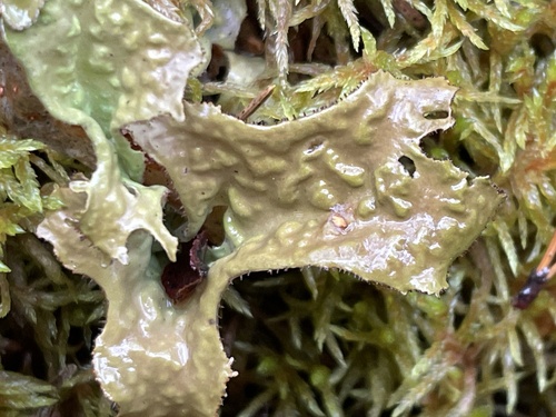 Iceland Lichen