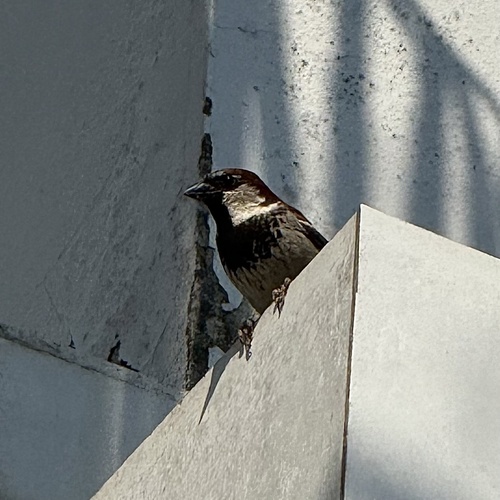 House Sparrow