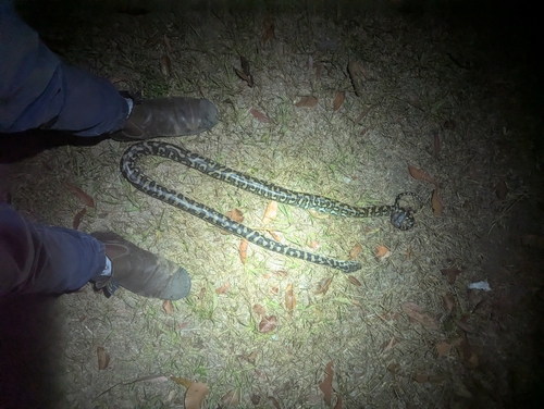 Coastal Carpet Python sighting