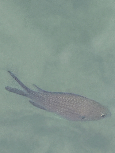 Chromis chromis