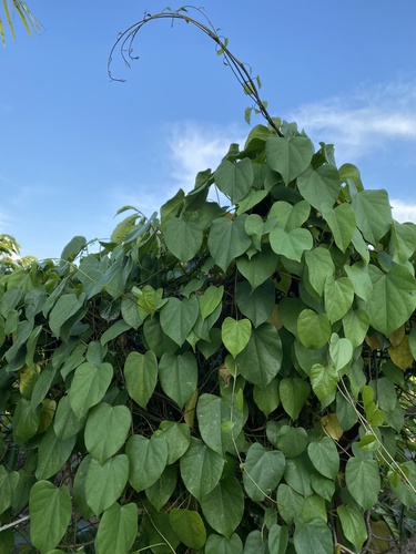 Orange Grape Creeper