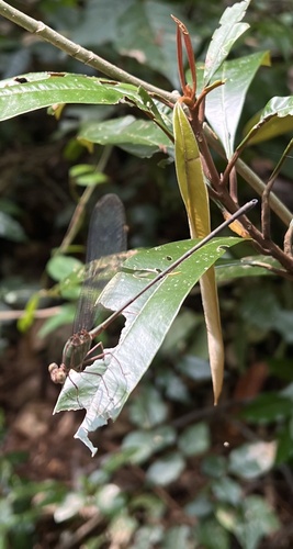 Glistening Demoiselle