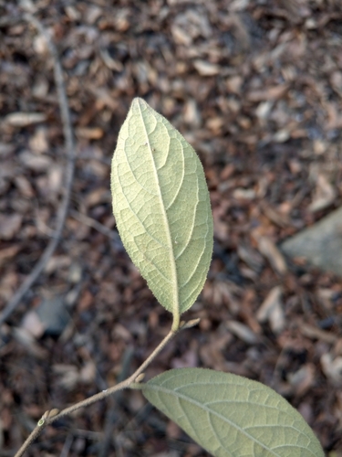 Callicarpe de Bodinier 2