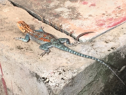 Kenyan Rock Agama