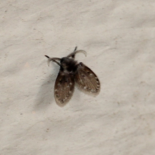 Unknown species found near New Mexico, US