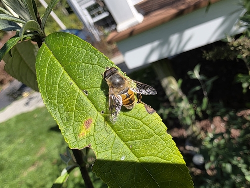 Unknown species found near Washington County, US-RI, US