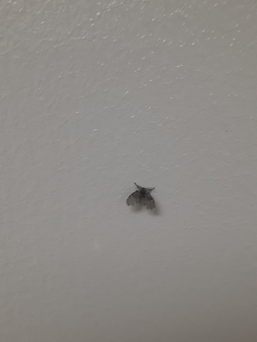 Unknown species found near Tallahassee, FL 32303, USA
