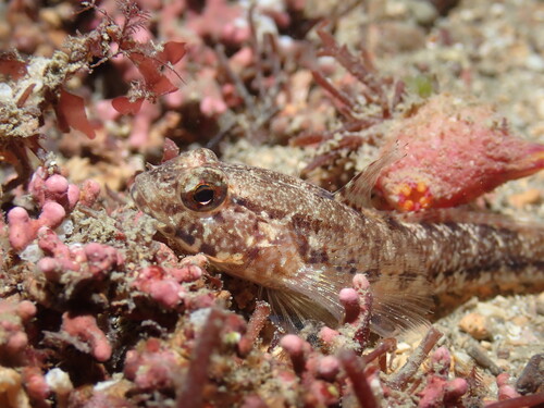 Couch's goby