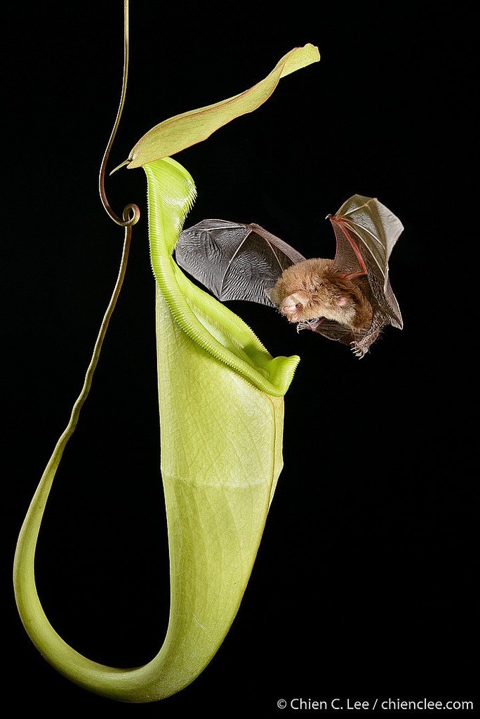 Hardwicke's woolly bat in October 2012 by Chien Lee. Entering pitcher